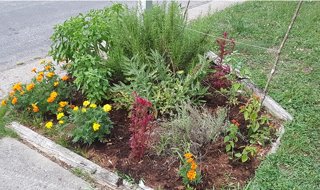 front yard garden 