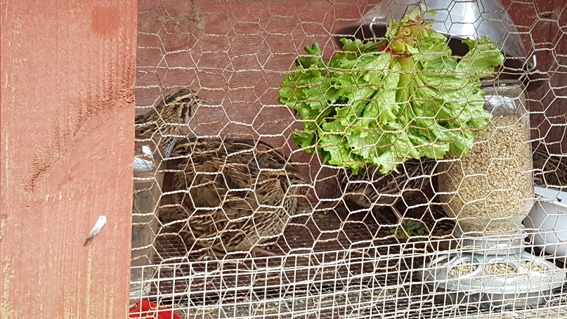 quail coop with romaine